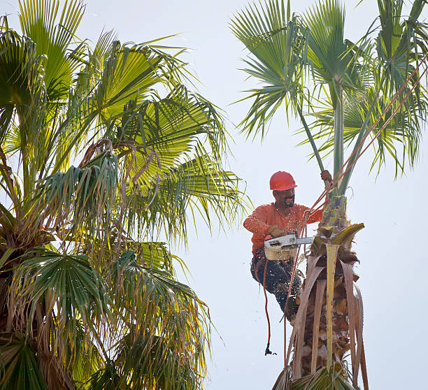 Best Residential Tree Removal  in Aviston, IL